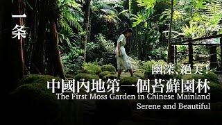 中國內地第一個苔蘚園林幽深、絕美The First Moss Garden in Chinese Mainland, Serene and Beautiful