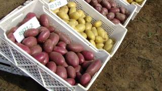 Julio Kalazich en Día de Campo en INIA Remehue, 05-04-2011