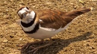 Mississippi River Flyway. Killdeer \& Least Sandpiper - explore.org 06-30-2023