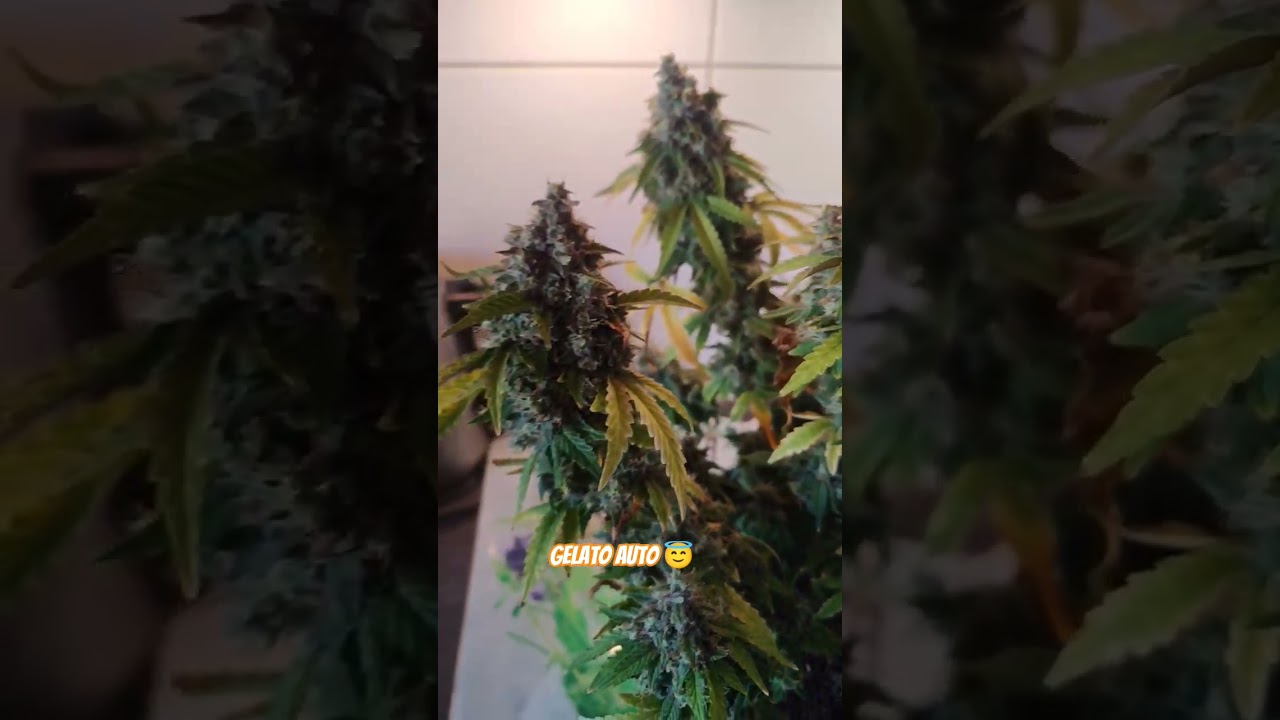 gelato Auto ernte Zeit 🤩