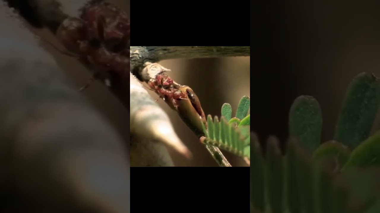 Acacia Tree's Guardian Angels: Poisonous Ants!