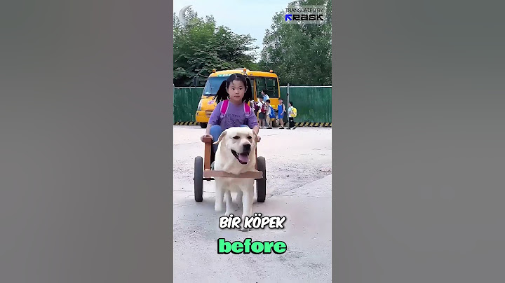 This DOG Picks Up Its Owner From School 🥰❤️