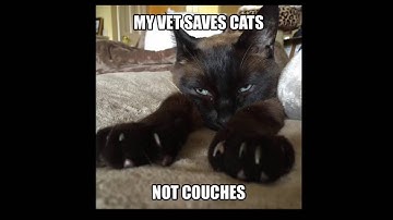 Laser Declawed Cats That Suffer-They Needed Re-Surgery