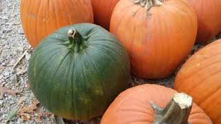 Yellow River Farms  pumpkin patch! Halloween 2020| Cobwebs and Candlesticks