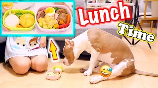 Lunch Box for a PITBULL TERRIER (Hand Made Lunch) AMERICAN PITBULL TERRIER Eating