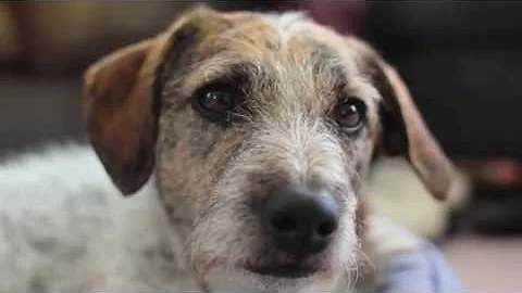 Celebrity Pet Psychic: Intro