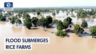 Petani Padi Meratapi Banjir yang Menenggelamkan Hektar Lahan Pertanian