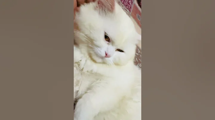 Watch the video about Persian cat#cat #catlovers #catshorts #cats #catvideo #cuteanimal #cutecat