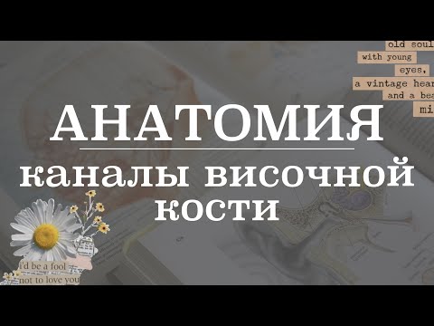 Каналы височной кости | Анатомия