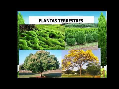 Vídeo: Que tipo de planta é chamada de planta terrestre?