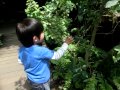 2013.04.29 足立区 生物園　蝶を追う の動画、YouTube動画。