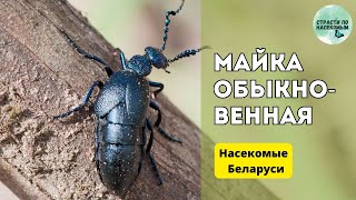Майка обыкновенная (Meloe proscarabaeus) / Насекомые Беларуси