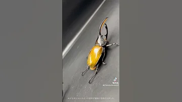 ヘラクレス3種盛り ヘラクレスパスコアリヘラクレスモリシマイヘラクレスオキシデンタリス皆さんは何派 違いわかりますか 