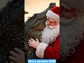 Merry christmas music 2026#beautifulholidaysongs #jinglebells #calmchristmas