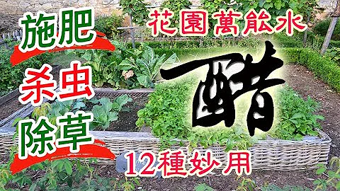 醋的12种妙用，施肥杀虫除草清洁样样行，你全会用吗？花园万能水，后院种植必不可少！How to use vinegar in gardening? - 天天要闻