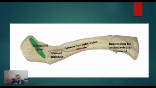 Bones of upper limb shoulder and arm.