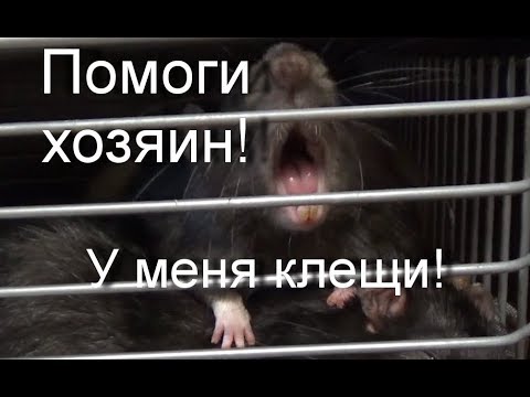 Клещи! Расчесы у крысы! Что делать? - Стронгхолд 6