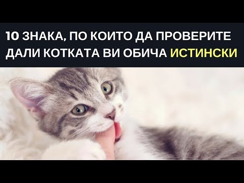 Видео: Как да дам бенадрил на котка?