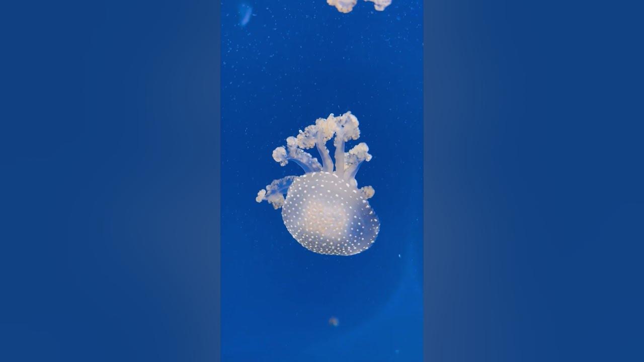 Jellyfish in valencia oceanarium valencia spain 2 youtube