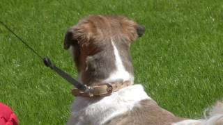 Task: Jason is faced with a ruff decision | Day 27