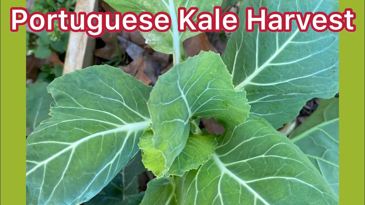 🥬🍃 Portuguese Kale Harvest 🥬🍃 YouTube