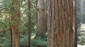 Old Growth Douglas-Fir Trees. Green River Giants.