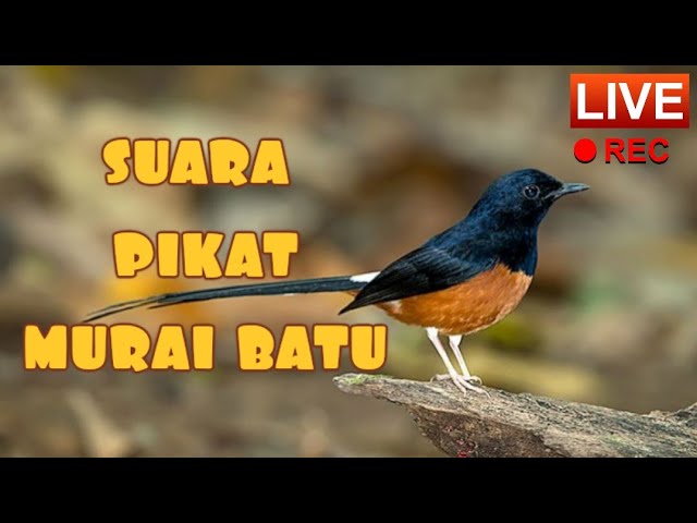 ✅SUARA BURUNG MURAI BATU - HD SOUND BEST class=