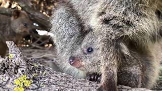 Adorable QUOKKA JOEYS IN THE WILD Compilation