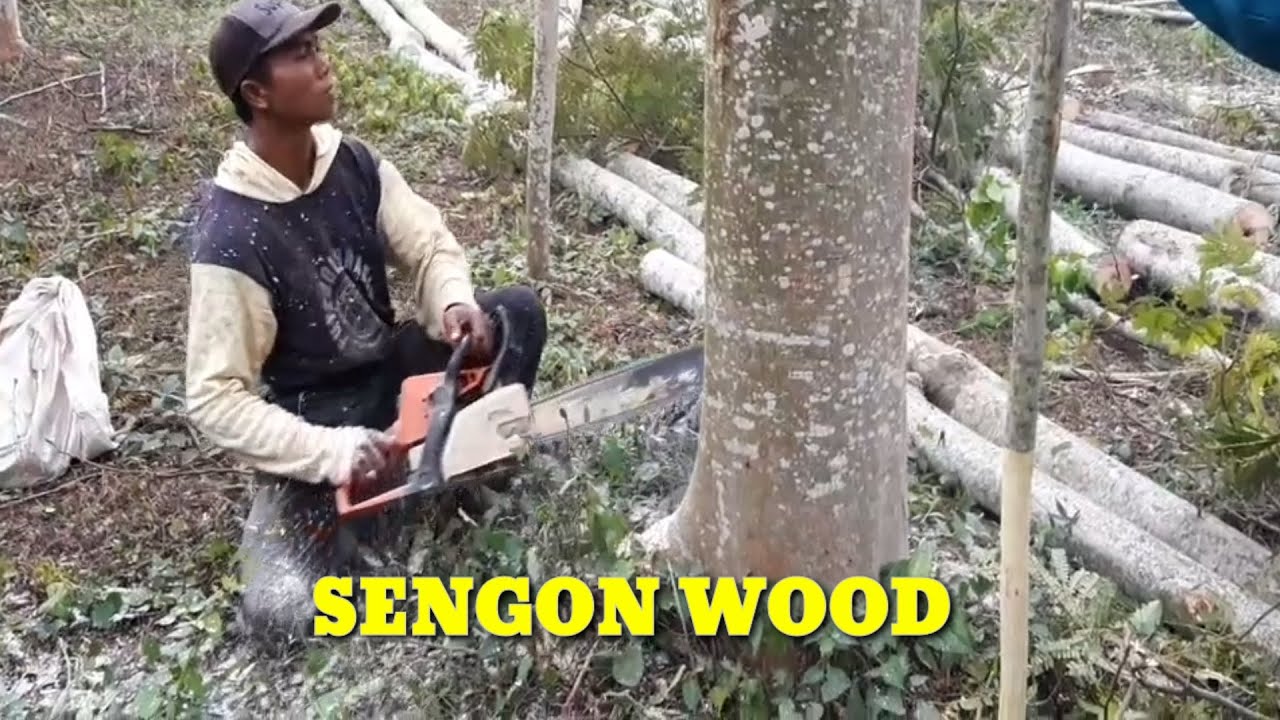 Tebang pohon sengon, pohonnya tinggi tinggi - Chainsaw stihl ms250