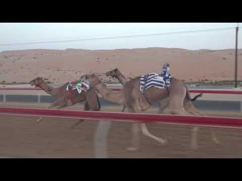 الشوط 3 العزوم ل سعيد محمد علي عمير الراشدي توقيت 4 49 13