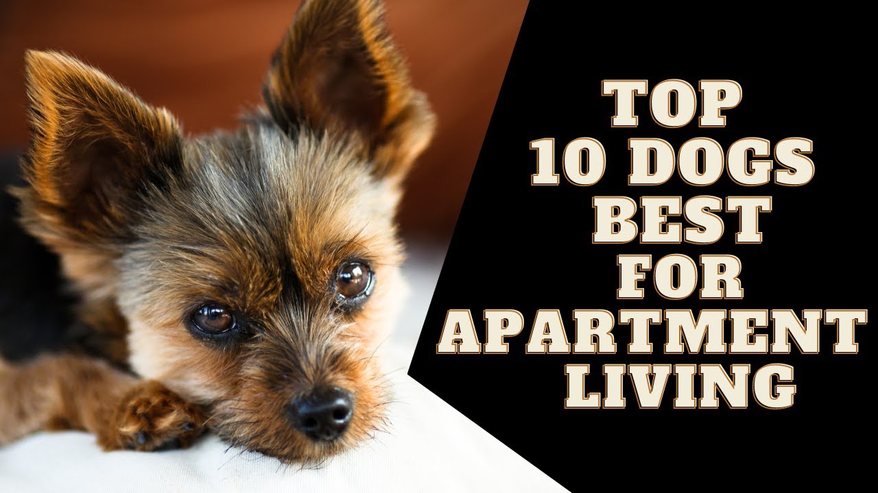 Top 10 Dogs Best for Apartment Living YouTube
