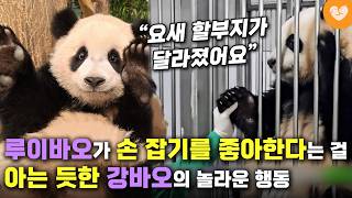 루이바오가 가장 원하는 걸 알고 있는 강바오가 요즘 들어 자주 한다는 '이 행동'