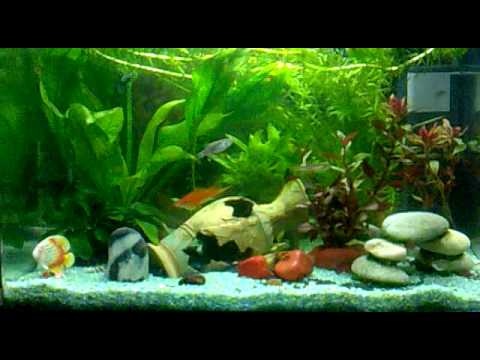 My Tropical Fish Tank