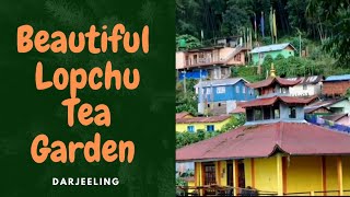 Beautiful Lopchu Tea Garden Darjeeling #darjeeling #india