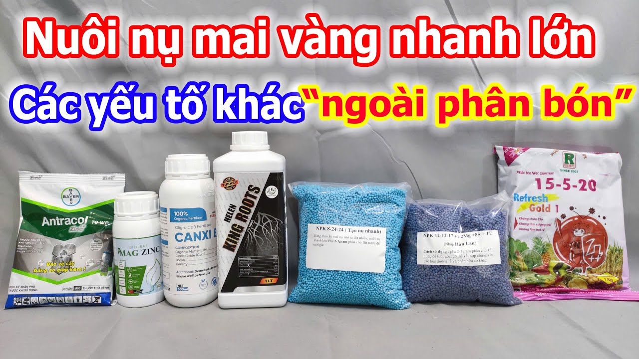 Lưu ý để nuôi nụ mai vàng nhanh lớn