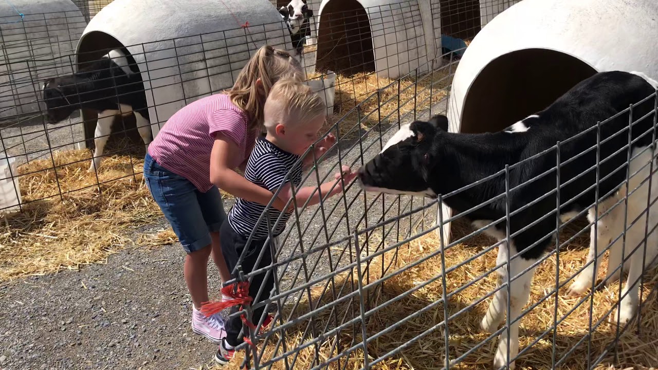 Hess Dairy Farm Jordan Gets Head Licked May 2020 YouTube