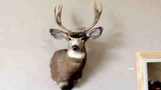 8 point deer head mount | For Sale | Online Auction