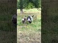 Atlas and Athena. #wildnaturetv250 #dog #dogs #animals #nature #heiloo