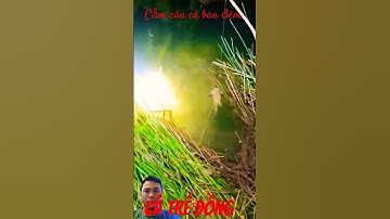 Cắm câu  cá ban đêm...rất nhiều cá trê háu ăn..
