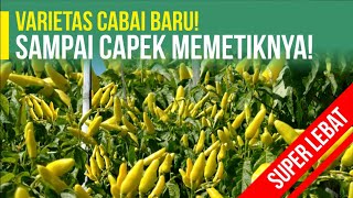 BUAH CABAI SANGAT LEBAT DAN KULIT TEBAL | VARIETAS CABAI TERBARU