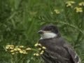 Eastern Kingbird fledgling