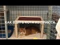 🐱 Как взять кота из приюта, говорящего. Канада. «Усыновление» домашнего животного