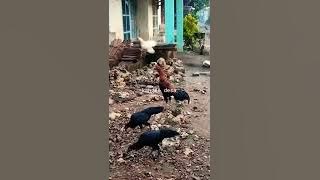 story suasana pedesaan di pagi hari ayam berkokok #story #suasanapedesaan