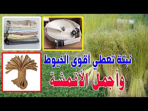 هل تعلم أن نبتة الكتان تعطي أجمل الأقمشة وأقوى الخيوط
