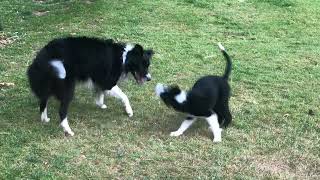 Kestrel and Quill - evening play on a hot day! 10 weeks by Teaching Animals 14 views 1 year ago 1 minute, 19 seconds