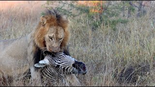 Red Road Male Shows His Power with a Zebra Kill