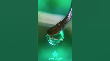 ASMR Water droplet #closeup #macro #satisfying #foryou