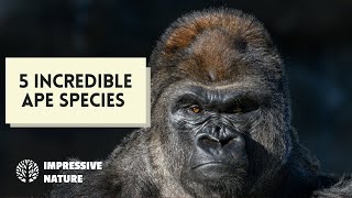 Discover the 5 Most Incredible Apes Species in the Wild