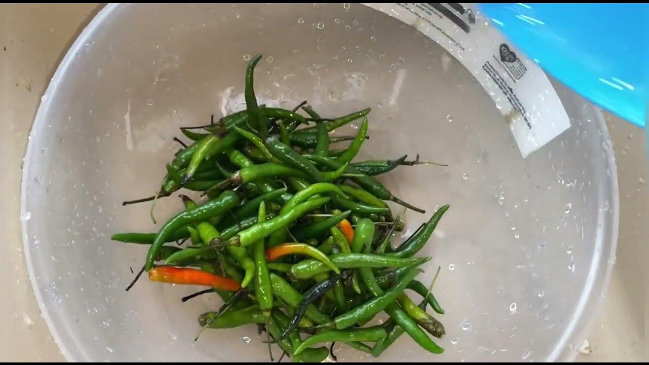 How to store Green Chillies for months It tend to spoil fast in the