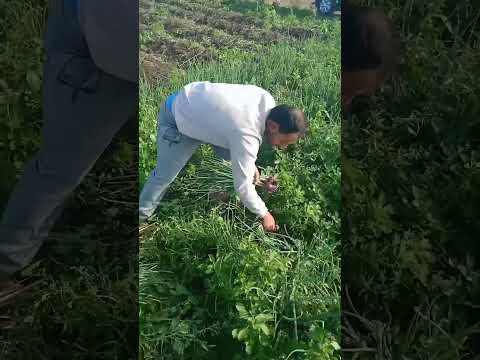 طالما وقفت يبقي سيب لي صلاه النبي تفرحني